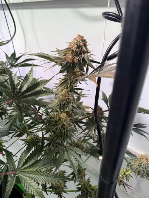 First run with the new Telos Dynamics. Week 12