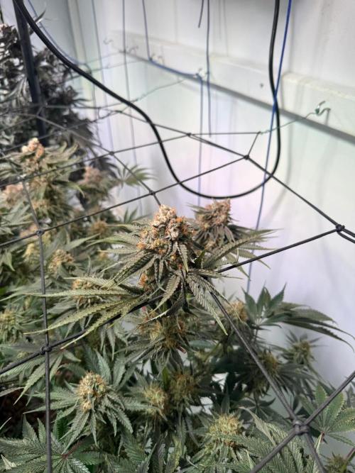 First run with the new Telos Dynamics. Week 12