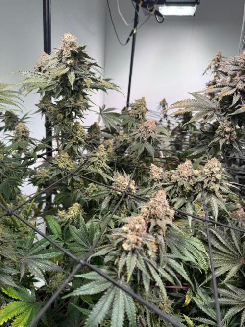 First run with the new Telos Dynamics. Week 12