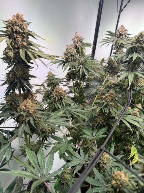 First run with the new Telos Dynamics. Week 12