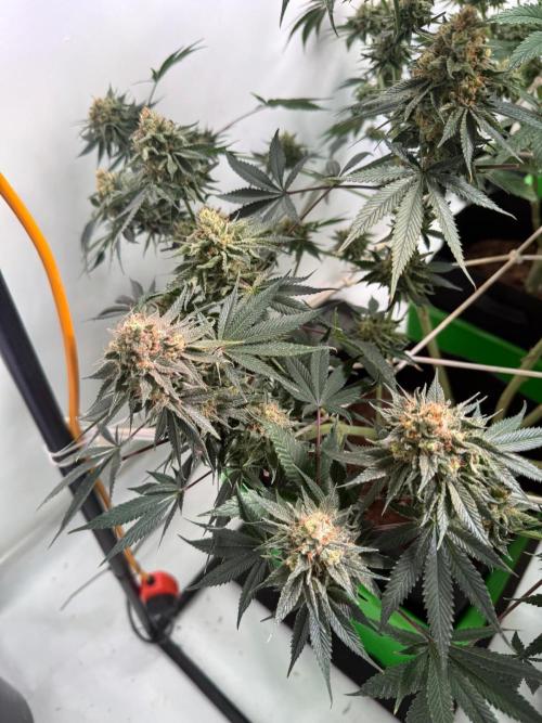 First run with the new Telos Dynamics. Week 12