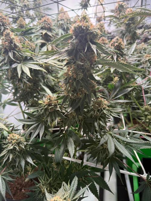 First run with the new Telos Dynamics. Week 12