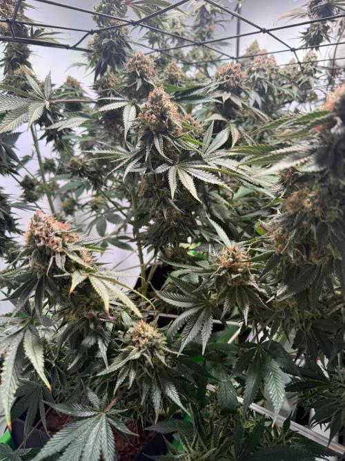 First run with the new Telos Dynamics. Week 12