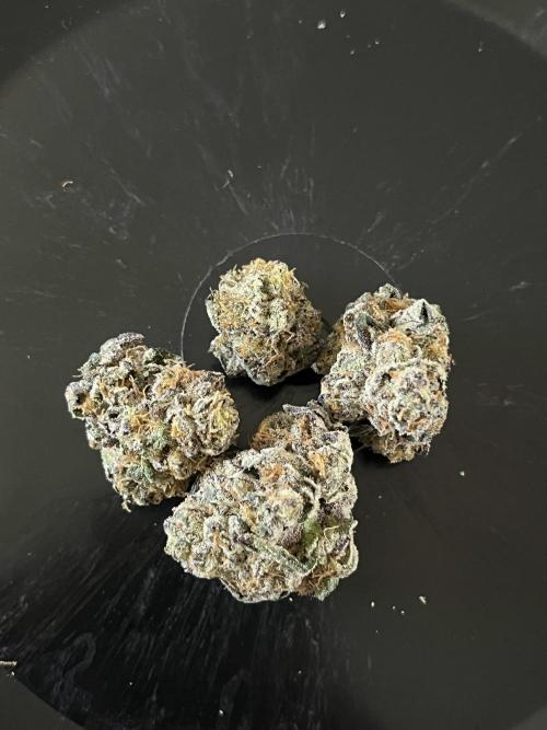 First run with the new Telos Dynamics. Week 13