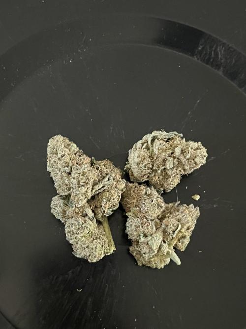 First run with the new Telos Dynamics. Week 13