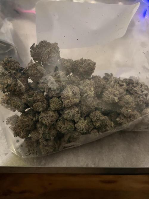 First run with the new Telos Dynamics. Week 13