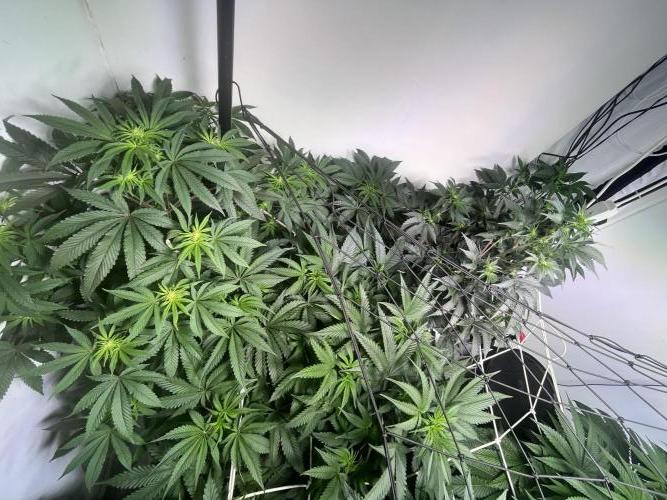 First run with the new Telos Dynamics. Week 5