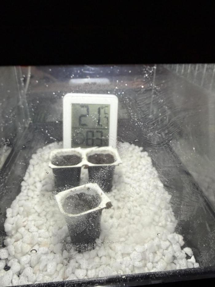 Versuch macht klug. Week 0 - Heute wurden die Saaten in die Erde gebracht.