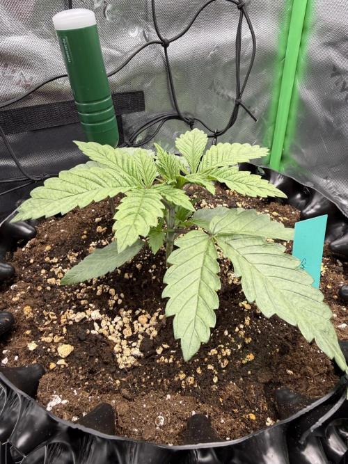 Versuch macht klug. Week 2 - Gushers