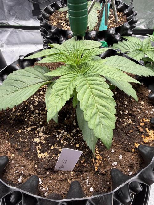 Versuch macht klug. Week 2 - Dos Si Dos 33