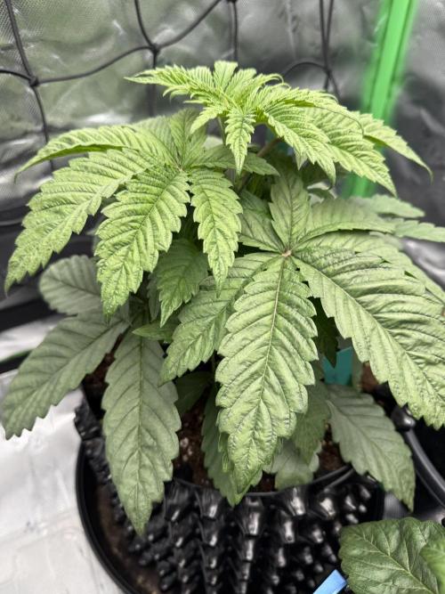 Versuch macht klug. Week 3 - Gushers Ende 3. Woche Veg.