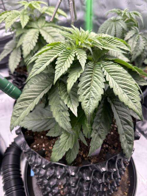 Versuch macht klug. Week 3 - Dos Si Dos 33 Ende 3. Woche Veg.