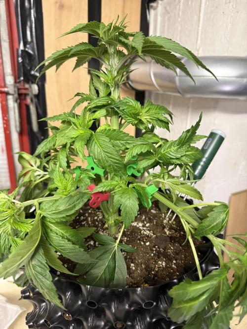 Versuch macht klug. Week 4 - Gushers nach der Entlaubung und LST