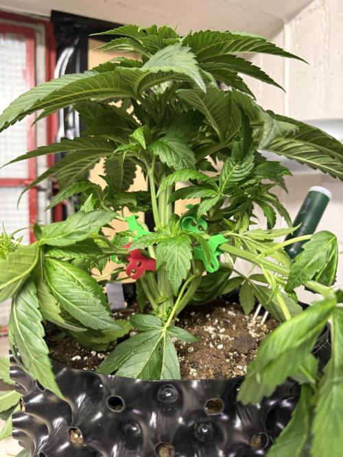 Versuch macht klug. Week 4 - Dos Si Dos 33 nach der Entlaubung und LST