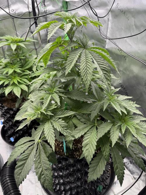 Versuch macht klug. Week 4 - Gushers Ende 4. Woche veg. Phase