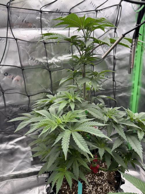 Versuch macht klug. Week 5 - Gushers Ende 5. veg