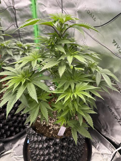 Versuch macht klug. Week 5 - Dos Si Dos 33 Ende 5. veg