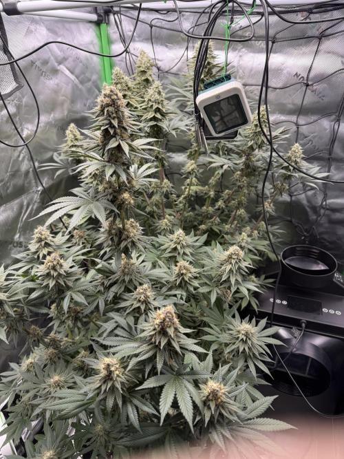 Versuch macht klug. Week 12 - Gesamtblick in die Growbox