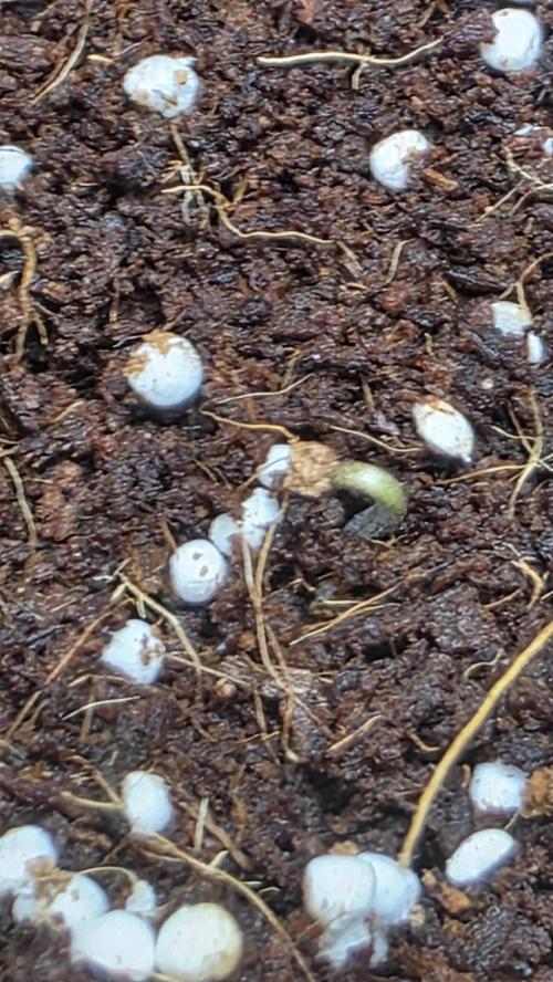Coco Coir. Week 0