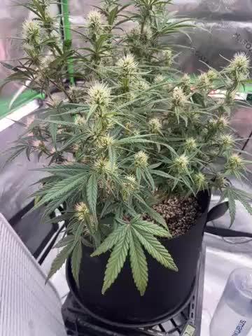 Blue Cheese auto — First grow!