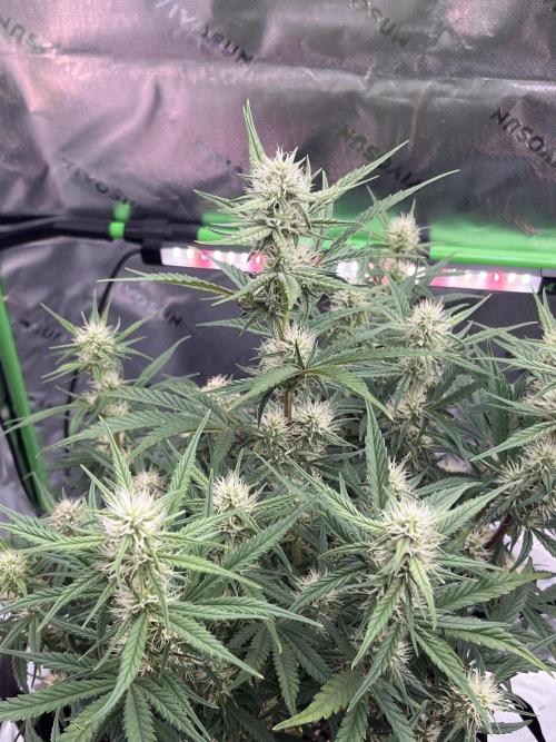 Blue Cheese auto — First grow!. Week 7