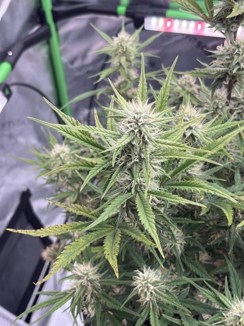 Blue Cheese auto — First grow!. Week 8