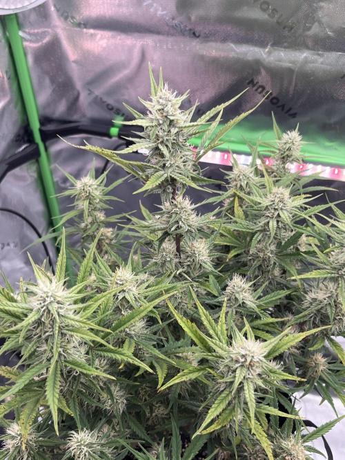 Blue Cheese auto — First grow!. Week 8