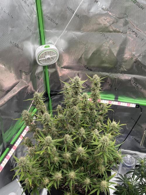 Blue Cheese auto — First grow!. Week 9