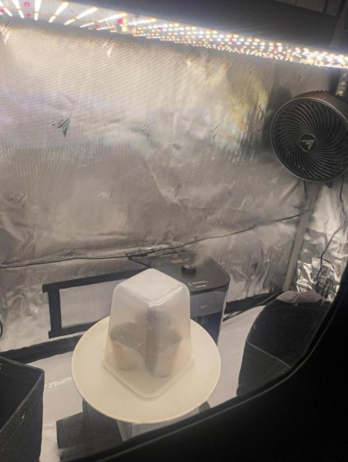 BizarrrCz. Week 0 - Miminka 