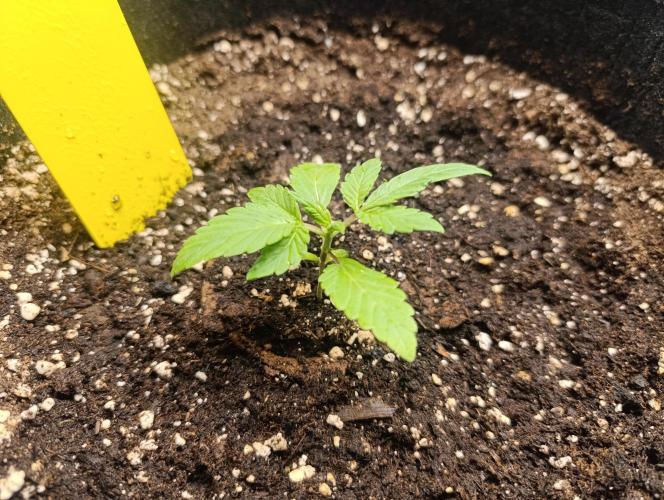 BizarrrCz. Week 2 - King Kong 👑