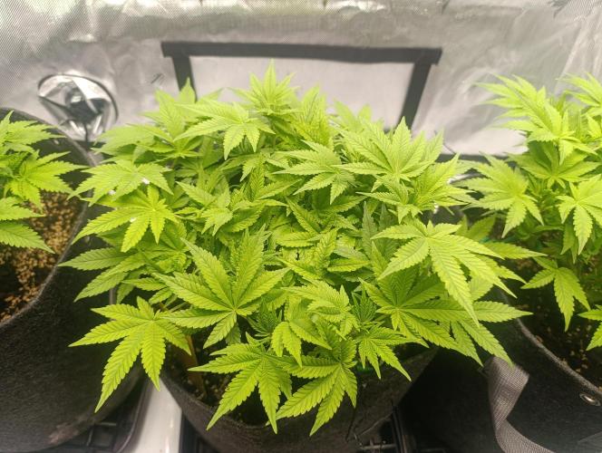 BizarrrCz. Week 7