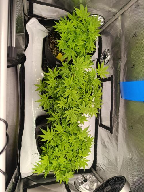 BizarrrCz. Week 8