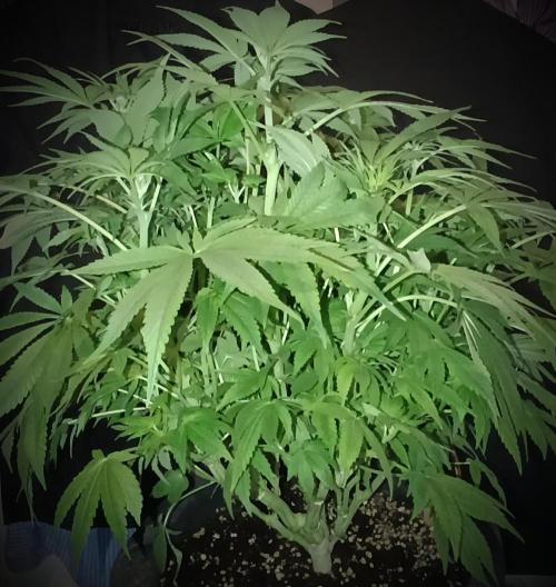 BizarrrCz. Week 10