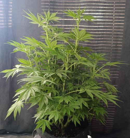 BizarrrCz. Week 11