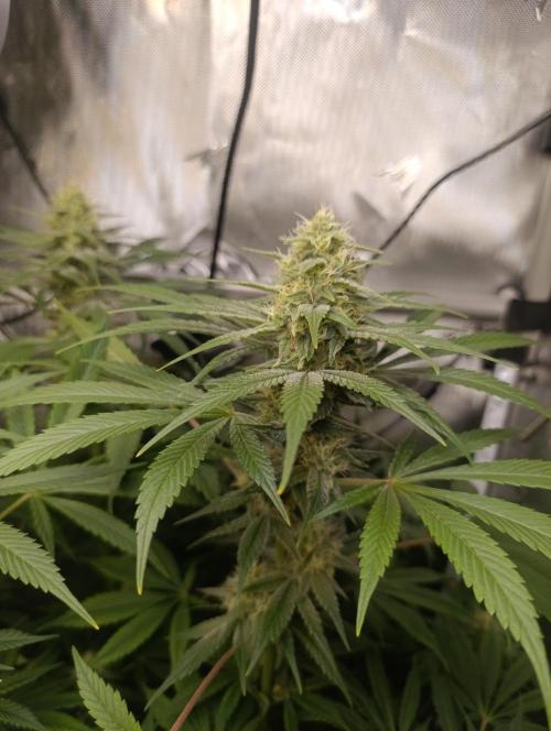 BizarrrCz. Week 14
