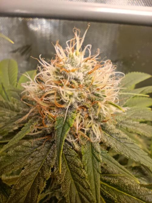 BizarrrCz. Week 14