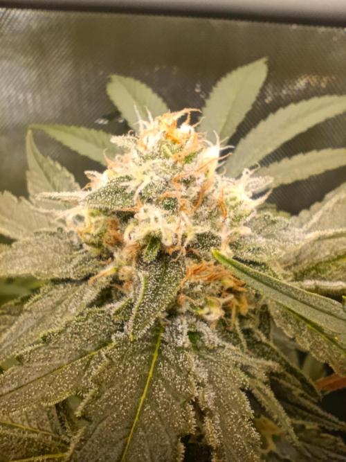 BizarrrCz. Week 14