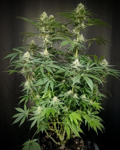 BizarrrCz. Week 15