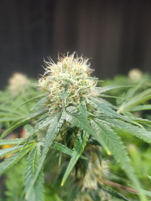 BizarrrCz. Week 15