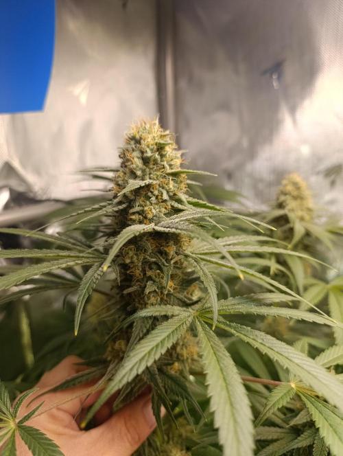 BizarrrCz. Week 16