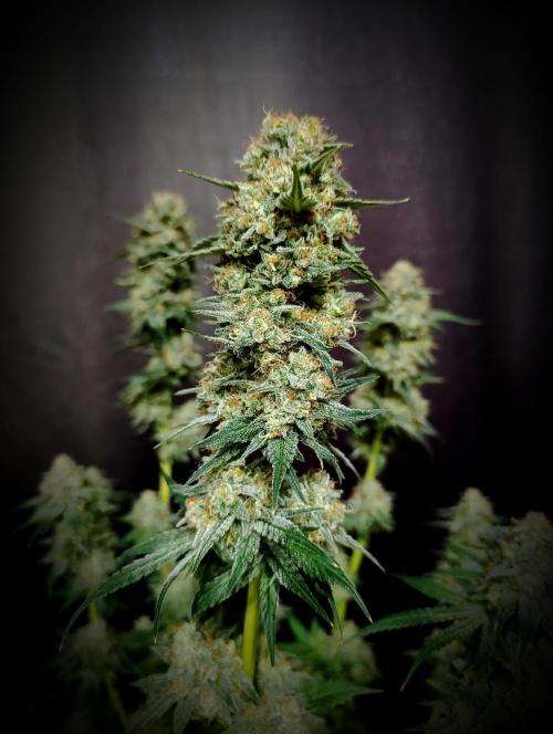 Barney's Farm - Gorilla Z door Bizarrr