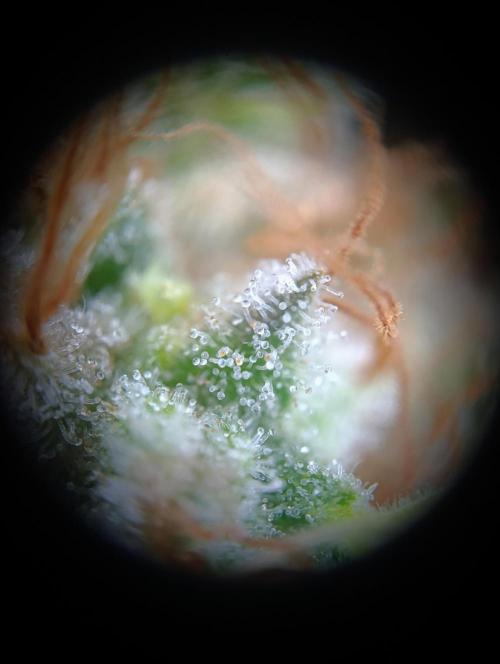 BizarrrCz. Week 18