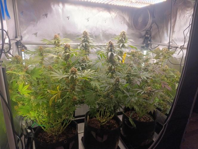 Gorilla Z. Week 18