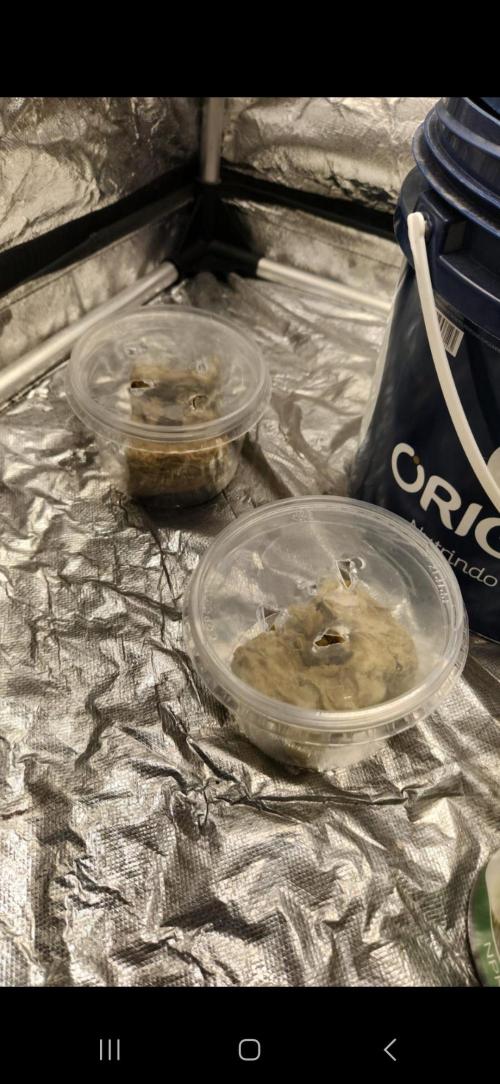 Melonade Runtz fotoperíodo. Week 0