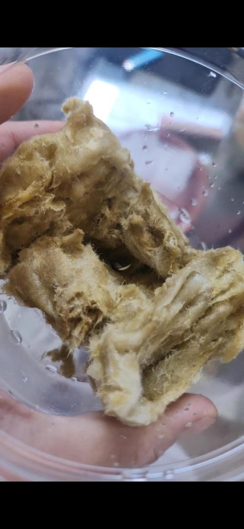 Melonade Runtz fotoperíodo. Week 0