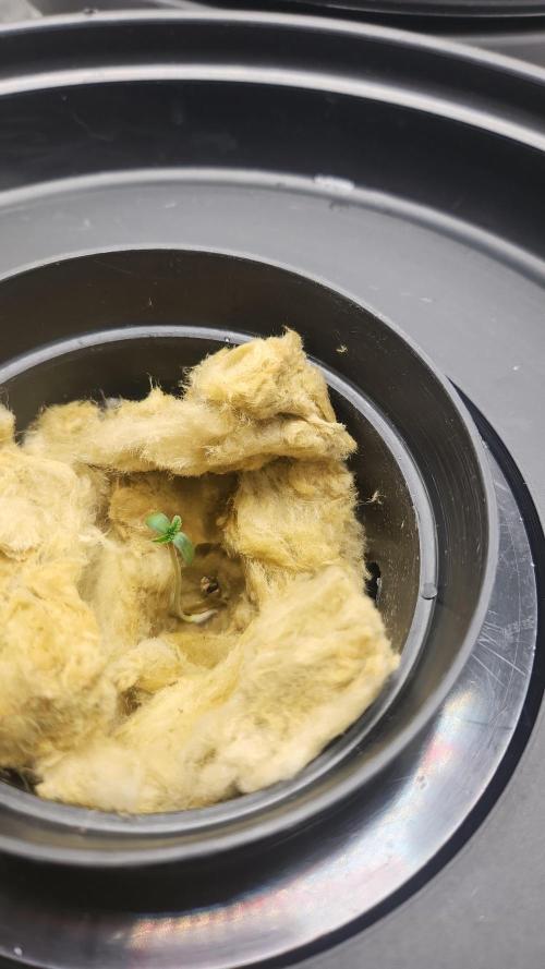 Melonade Runtz fotoperíodo. Week 1