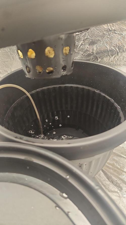 Melonade Runtz fotoperíodo. Week 1