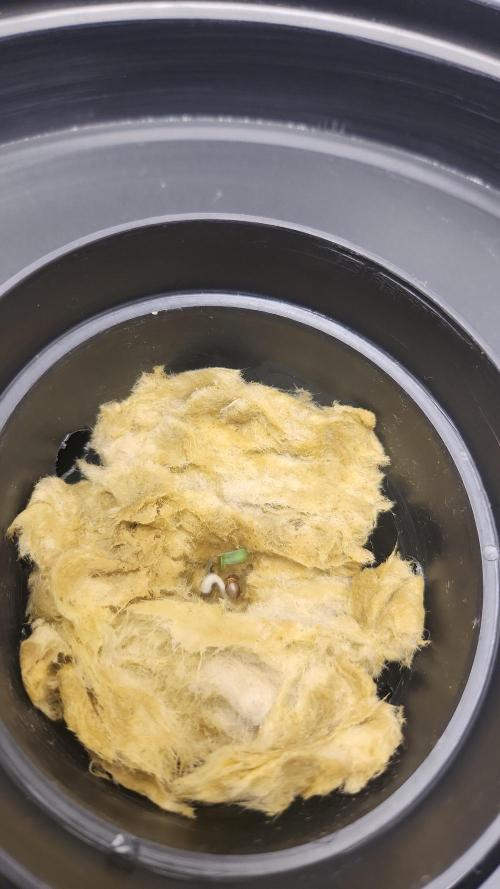 Melonade Runtz fotoperíodo. Week 1