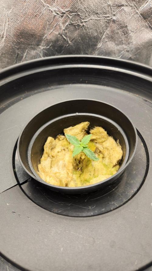 Melonade Runtz fotoperíodo. Week 2