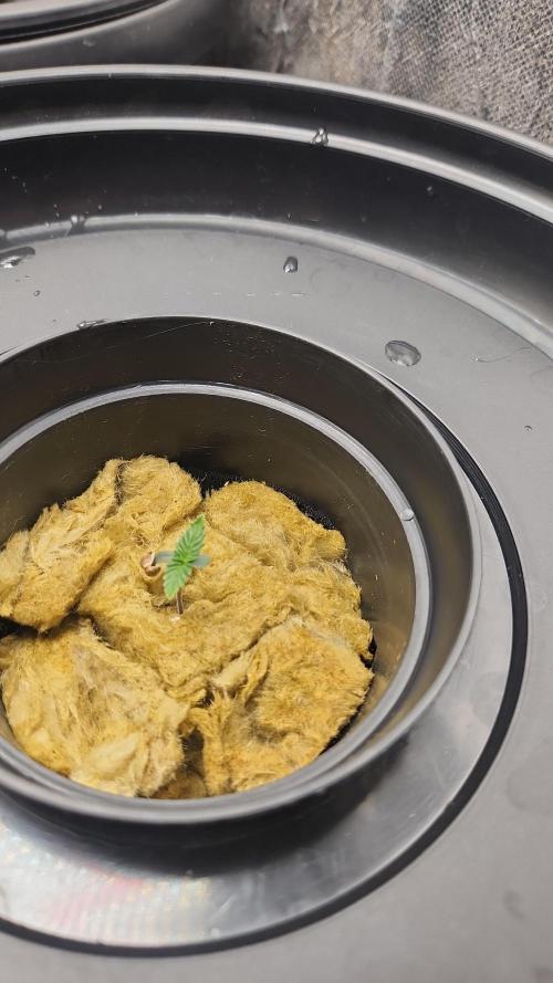 Melonade Runtz fotoperíodo. Week 2